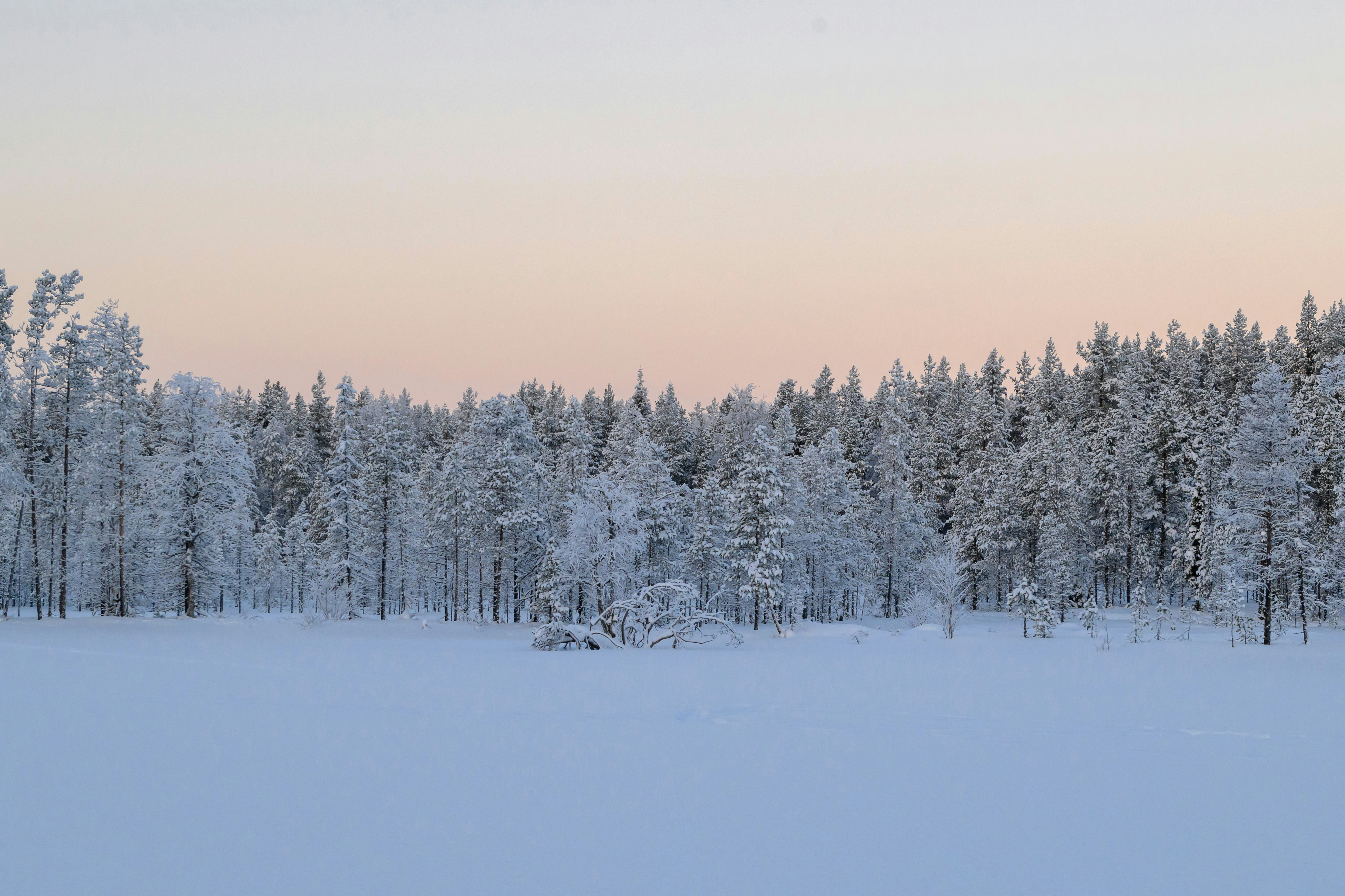 Sn&ouml;kl&auml;dd skog i skymning